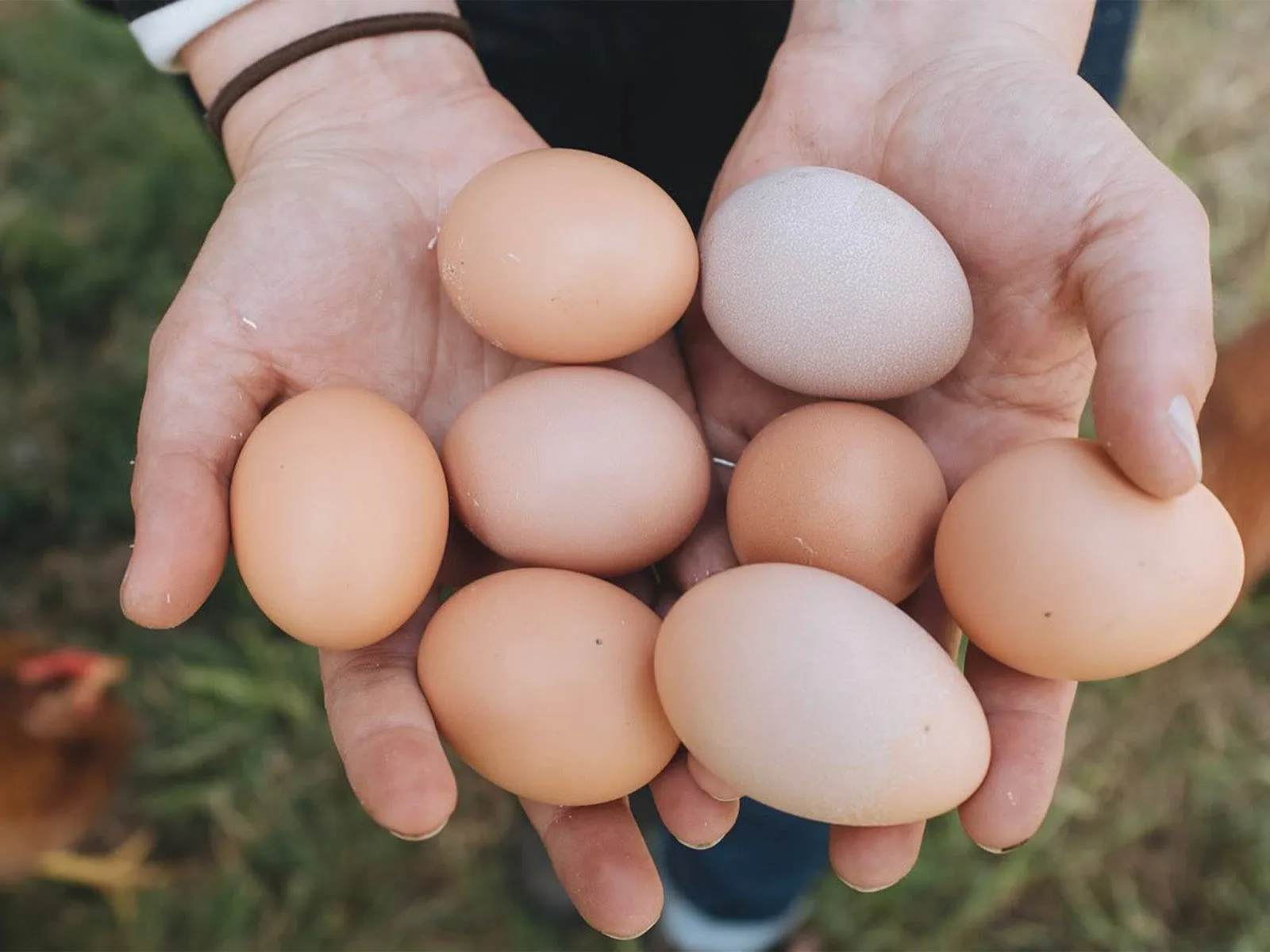 La Ferme des Quatre-Temps Eggs